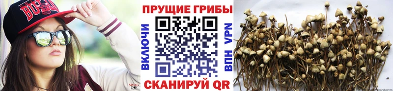 Купить Сухой Лог Псилоцибиновые грибы Psilocybine cubensis